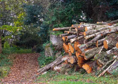 Bild Gesundheit schützen - Holzverbrennung vermeiden